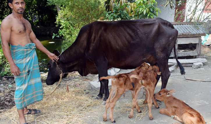 বরিশালে গাভীর ৩ বাচ্চা প্রসব